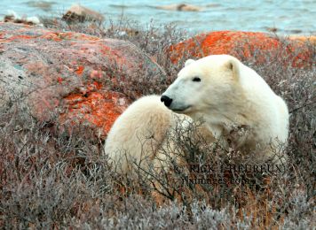 Polar Bear